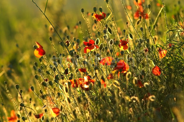field of wild red poppies Stock photo © taviphoto