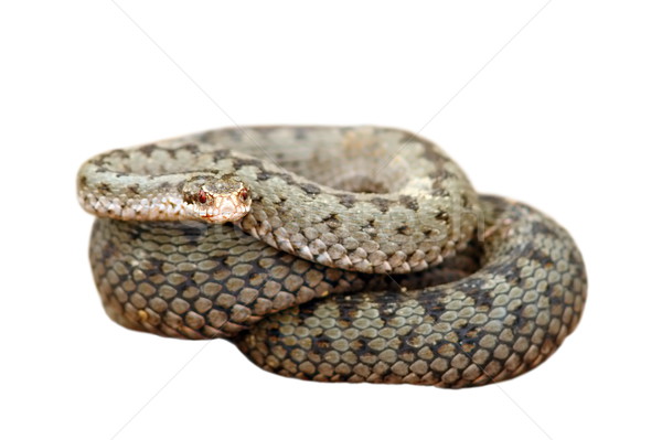 isolated female common european adder Stock photo © taviphoto