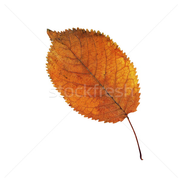 orange faded cherry leaf over white Stock photo © taviphoto
