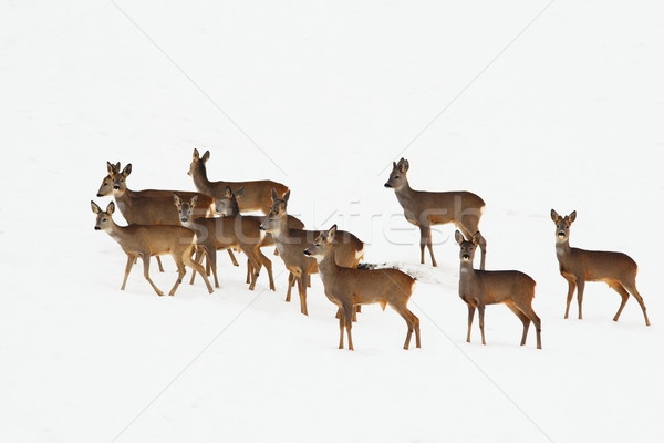 Stock photo: roe deers in a winter day