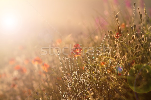 wild poppies in sunset light Stock photo © taviphoto