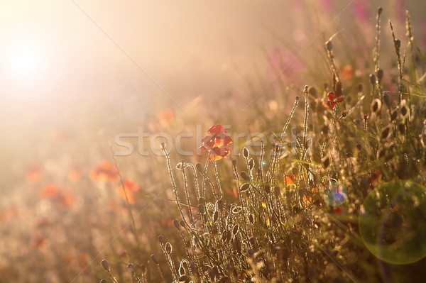 Stock photo: wild poppies in sunset light