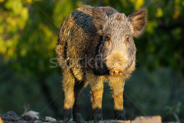 young wild boar in a glade Stock photo © taviphoto