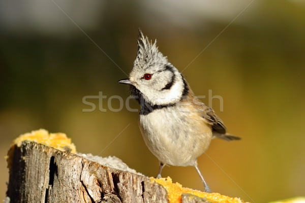 funny european crested tit Stock photo © taviphoto