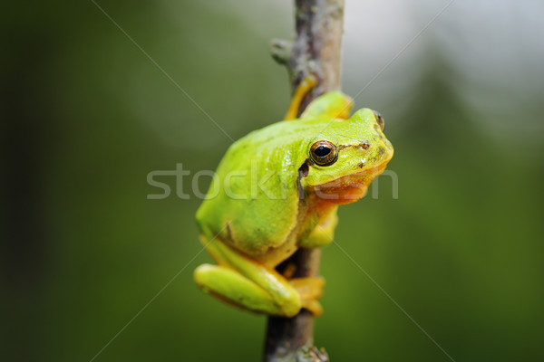 Cute escalada ramita rana Foto stock © taviphoto