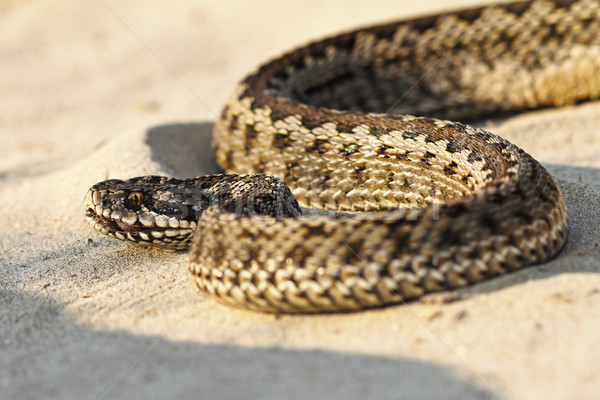 close up of moldavian meadow viper Stock photo © taviphoto