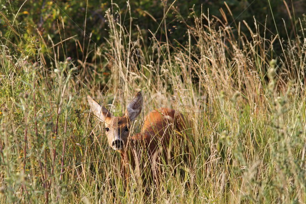 curious roe deer hind Stock photo © taviphoto