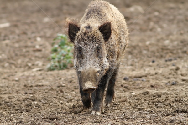 wild boar coming towards the camera Stock photo © taviphoto