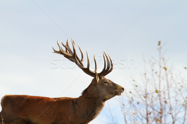 big red deer stag Stock photo © taviphoto