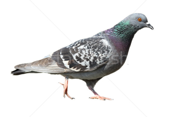 isolated feral pigeon walking Stock photo © taviphoto