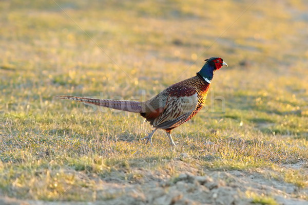 pheasant rooster walking on green lawn Stock photo © taviphoto