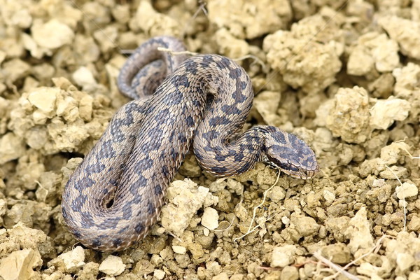 hungarian meadow adder in natural habitat Stock photo © taviphoto