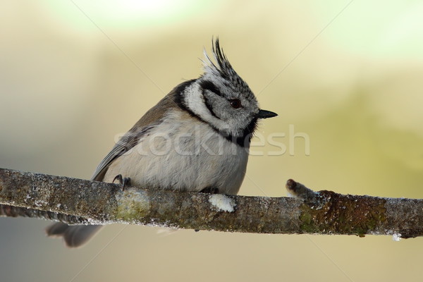 cute european crested tit in the garden Stock photo © taviphoto