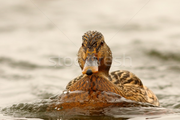female mallard duck swimming towards the camera Stock photo © taviphoto