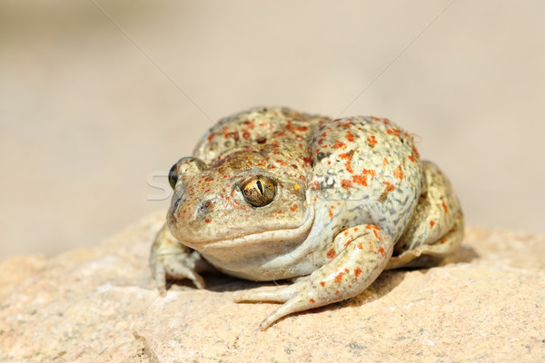 close up of common spadefoot toad Stock photo © taviphoto