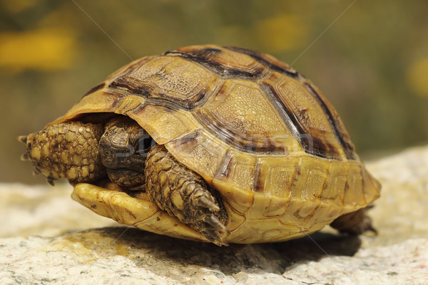 Foto stock: Griego · naturales · habitat · naturaleza · verde · color