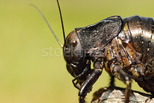 macro image of big bellied cricket Stock photo © taviphoto
