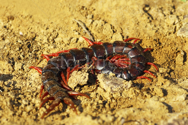 megarian banded centiped on the ground Stock photo © taviphoto