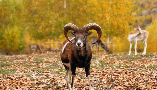 beautiful moufflon Stock photo © taviphoto