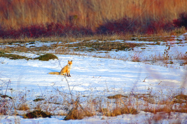 Curios vulpe în picioare zăpadă poiana roşu Imagine de stoc © taviphoto