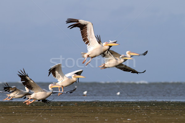 flock of pelecanus onocrotalus taking off Stock photo © taviphoto