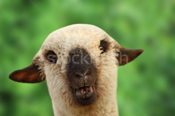 young sheep portrait Stock photo © taviphoto