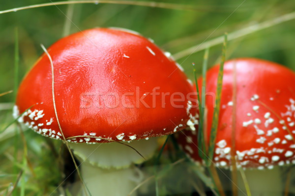 fly agaric closeup Stock photo © taviphoto