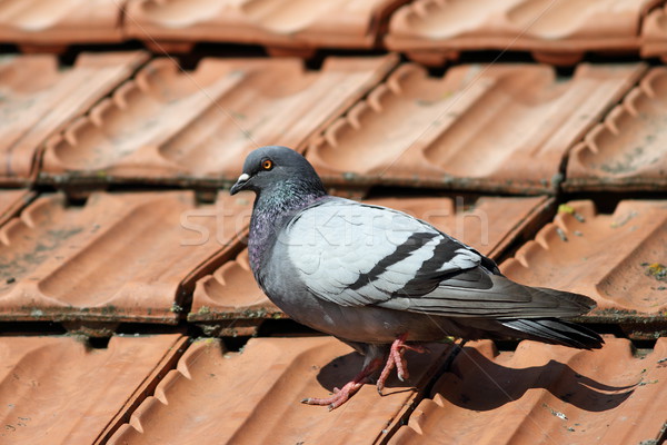 pigeon walking on roof tiles Stock photo © taviphoto