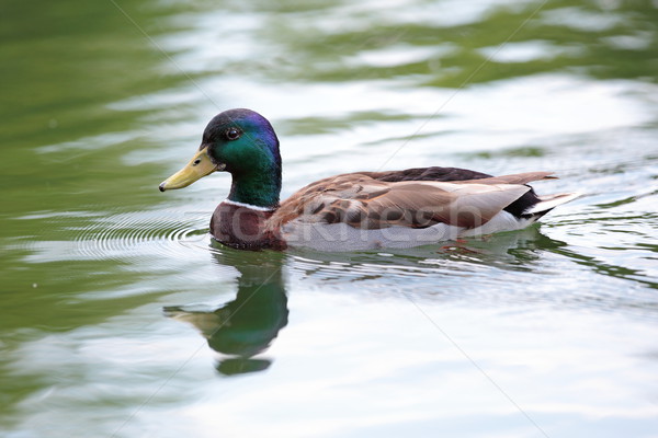 Foto stock: Pato · superfície · da · água · masculino · natação · natureza · verde