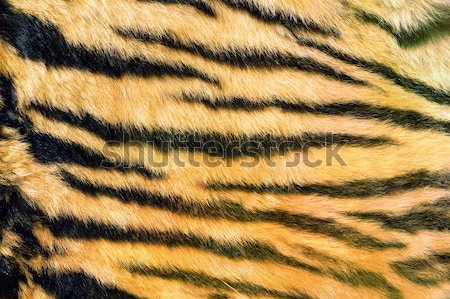 Sauvage félin fourrures tigre sombre [[stock_photo]] © taviphoto