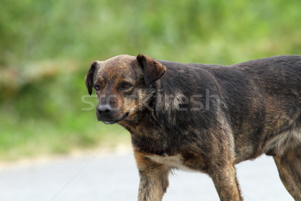 feral dog on the street Stock photo © taviphoto
