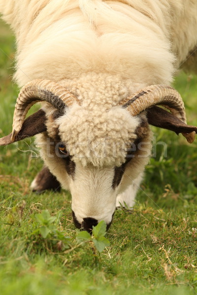white sheep grazing Stock photo © taviphoto