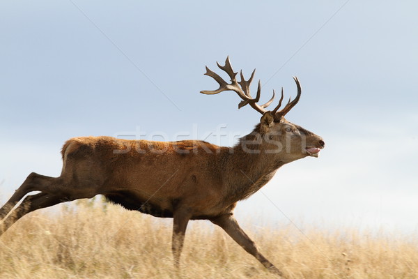 cervus elaphus running on meadow Stock photo © taviphoto