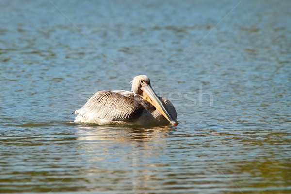 pelican on blue water Stock photo © taviphoto