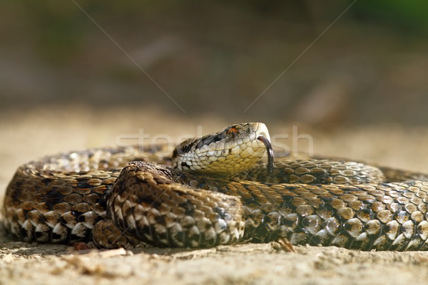 Stock photo: the rarest snake in europe