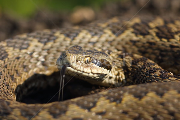 macro portrait of meadow adder Stock photo © taviphoto