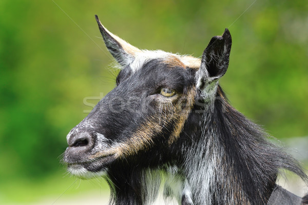goat head closeup Stock photo © taviphoto