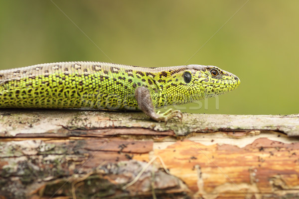 Lacerta agilis basking on wood stump Stock photo © taviphoto