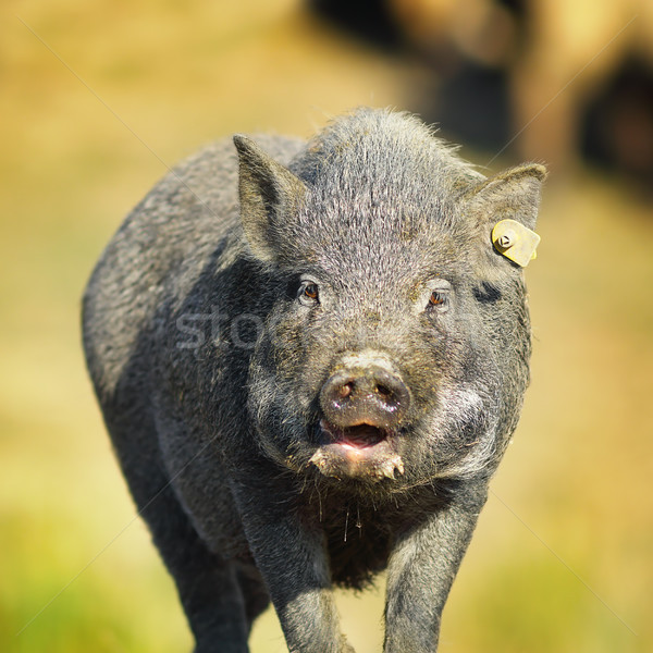 portrait of vietnamese pig Stock photo © taviphoto