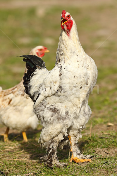 Orgulloso gallo cantando granja blanco fondo Foto stock © taviphoto
