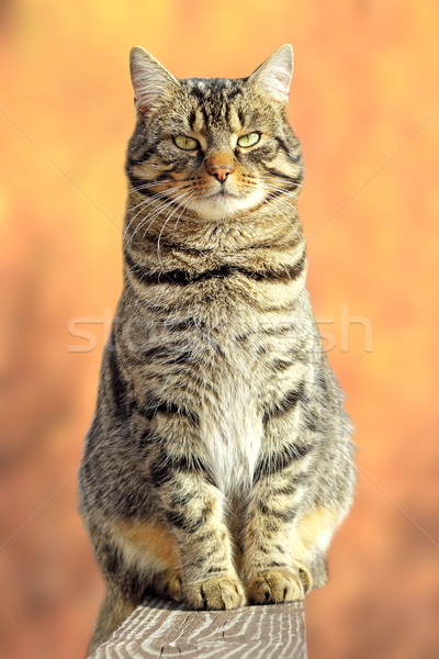 big fat cat relaxing on fence Stock photo © taviphoto