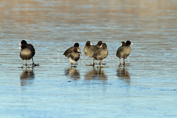 black coots on frozen surface Stock photo © taviphoto