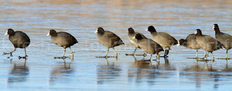 coots following the leader Stock photo © taviphoto
