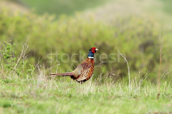 colorful male pheasant in the field  Stock photo © taviphoto