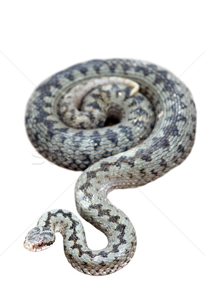 common adder isolated on white Stock photo © taviphoto