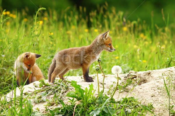 Due rosso Fox fuori mondo Foto d'archivio © taviphoto