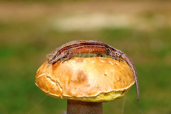 wall balkan lizard on mushroom Stock photo © taviphoto
