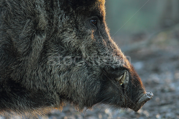 Stockfoto: Wild · mannetjesvarken · hoofd · beneden · gezicht