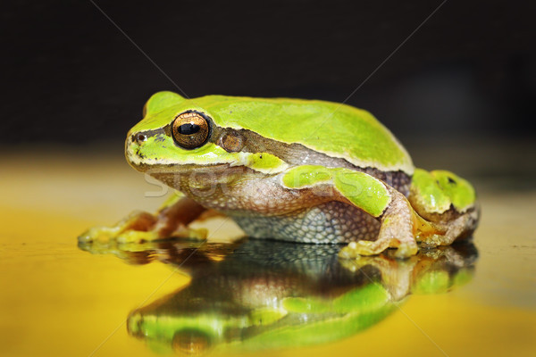 beautiful green tree frog Stock photo © taviphoto