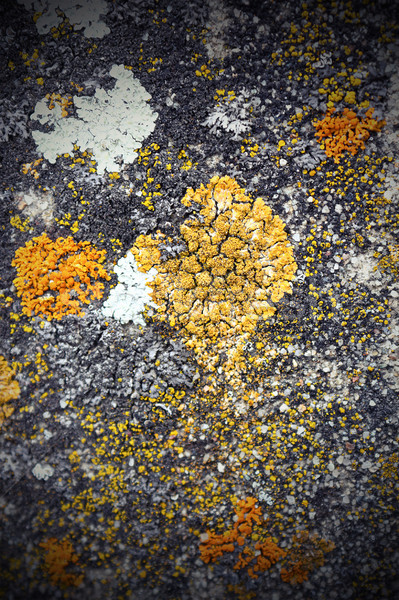 Yosun büyüyen taş renkli ren geyiği eski Stok fotoğraf © taviphoto
